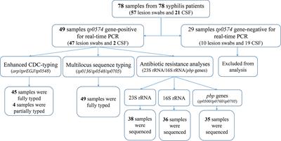 Molecular Characterization Based on MLST and ECDC Typing Schemes and Antibiotic Resistance Analyses of Treponema pallidum subsp. pallidum in Xiamen, China
